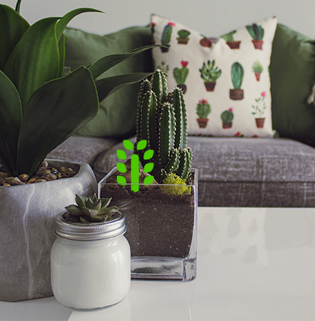 Potted succulents on a coffee table in front of a couch. The Grove symbol appears to be planted in one of the pots.